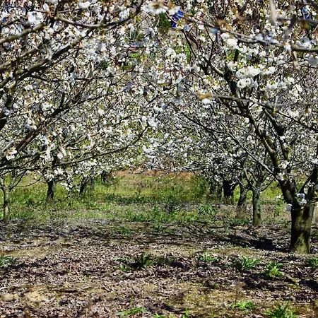 Quinta De Casalmato רסנדה
