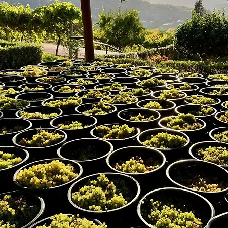 Quinta De Casalmato * レゼンデ