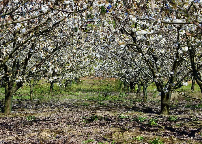 Quinta De Casalmato - Douro Valley רסנדה