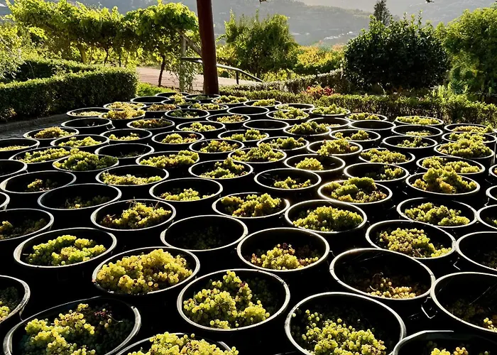 Quinta De Casalmato - Douro Valley * רסנדה